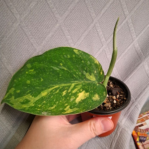 스킨답서스 바티콘