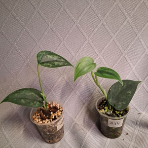 스킨답서스 시실림