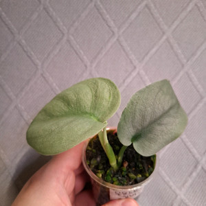 스킨답서스 올모스트실버