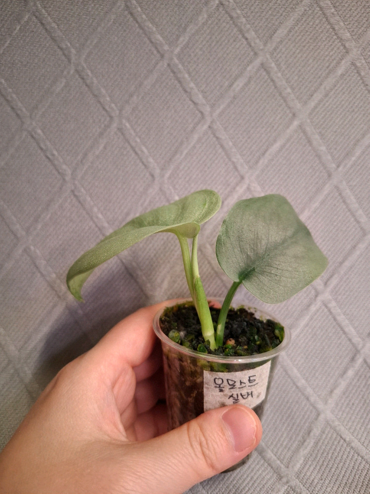 스킨답서스 올모스트실버--1