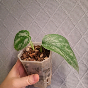 스킨답서스 실버스완