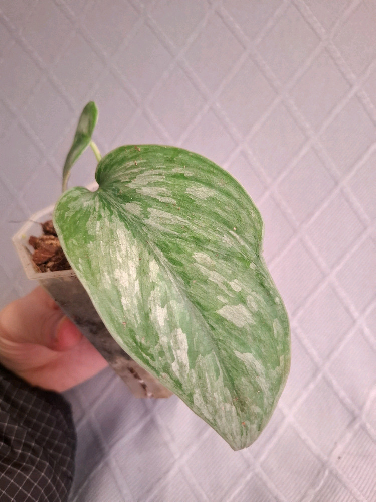 스킨답서스 실버스완--1