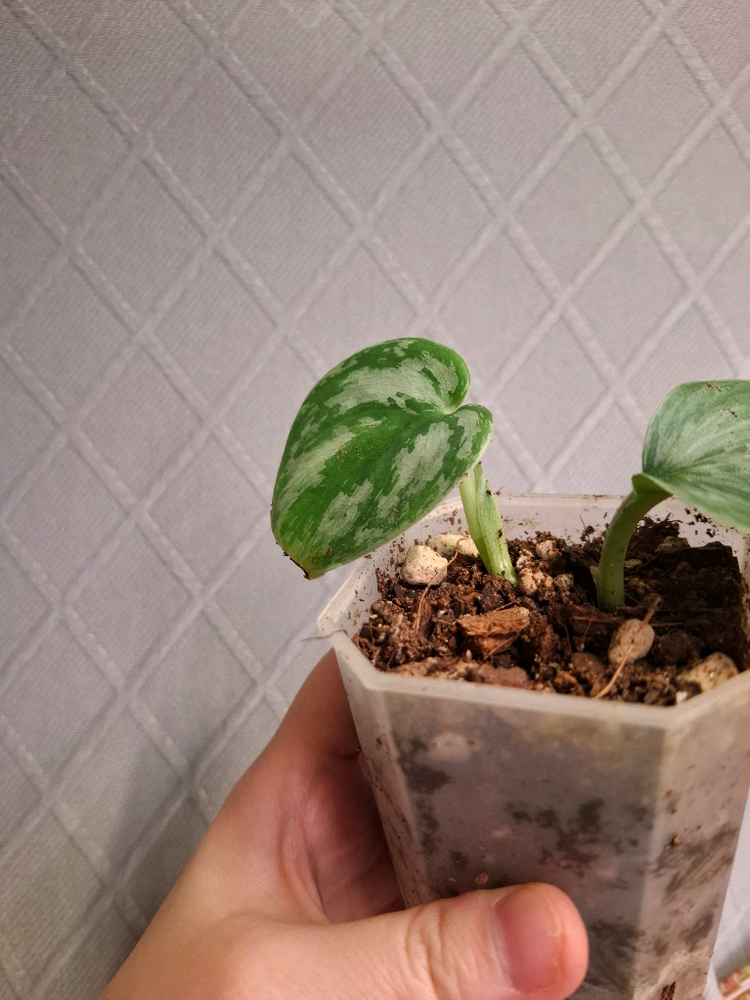 스킨답서스 실버스완--2