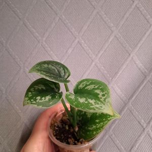 스킨답서스 실버아미