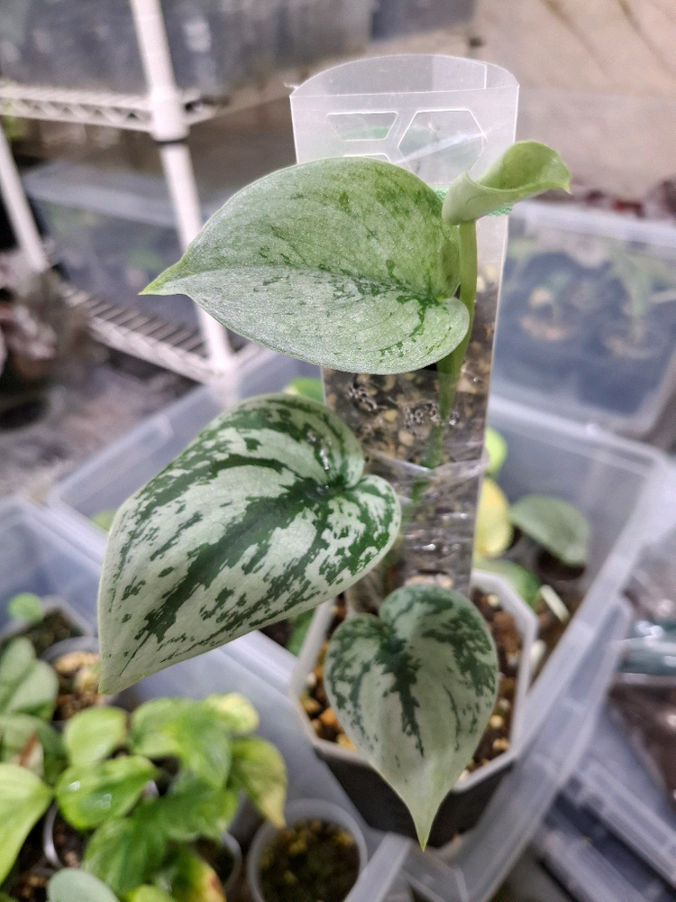 스킨답서스 실버아미--1