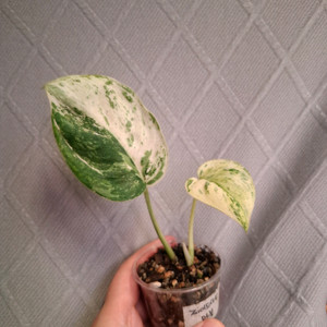 스킨답서스 제이드샤틴 마블