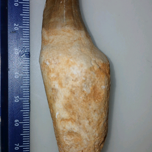 치근보존 모사사우루스 이빨화석