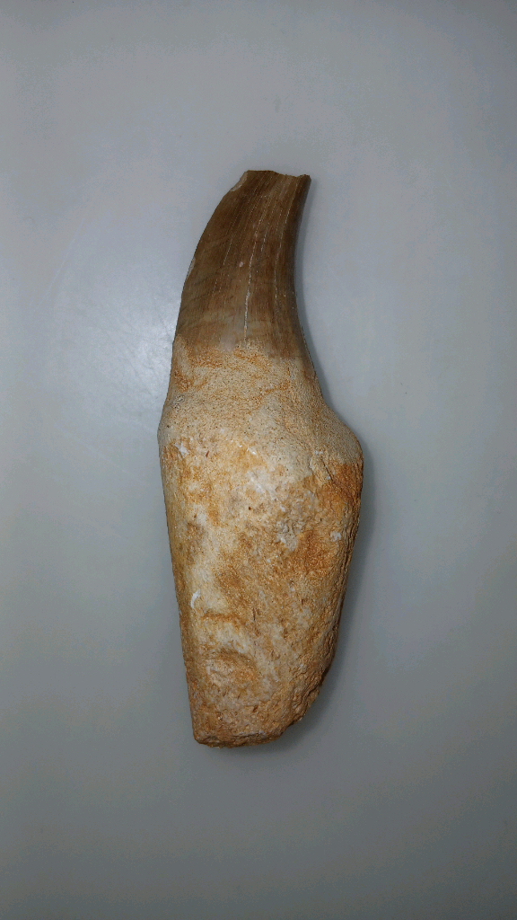 치근보존 모사사우루스 이빨화석--1