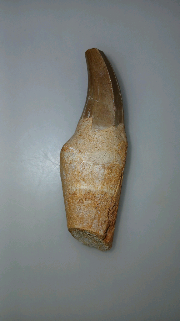 치근보존 모사사우루스 이빨화석--2