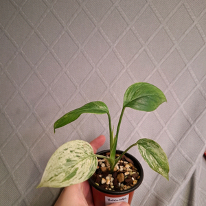 스킨답서스 헤데라세우스 살라카 트리컬러