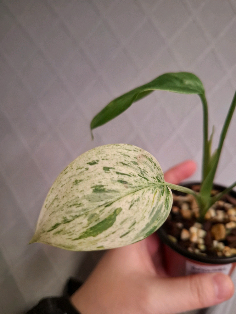 스킨답서스 헤데라세우스 살라카 트리컬러--1