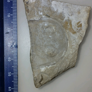 바다전갈 두개골화석