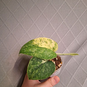 스킨답서스 다크드래곤 바리에가타