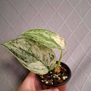 스킨답서스 피썬