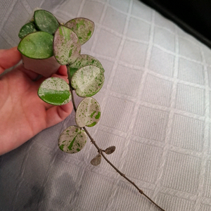 호야 마틸드 스플래쉬 택1