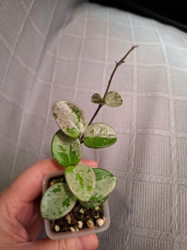 호야 마틸드 스플래쉬 택1--2