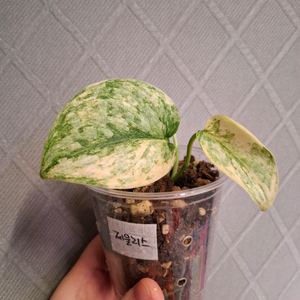 스킨답서스 제울리스