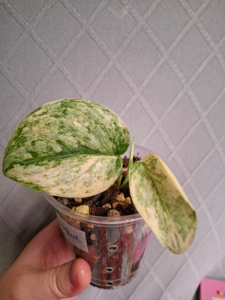 스킨답서스 제울리스--1