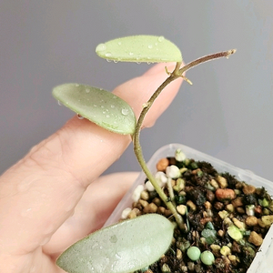 호야 리마실버 풀실버