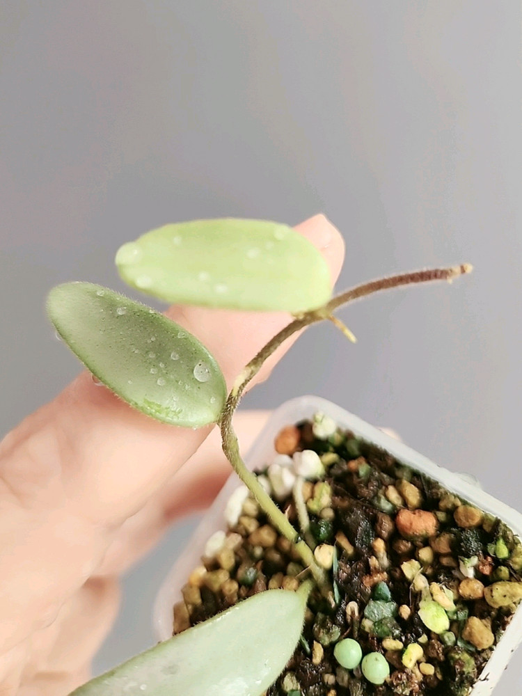 호야 리마실버 풀실버--1