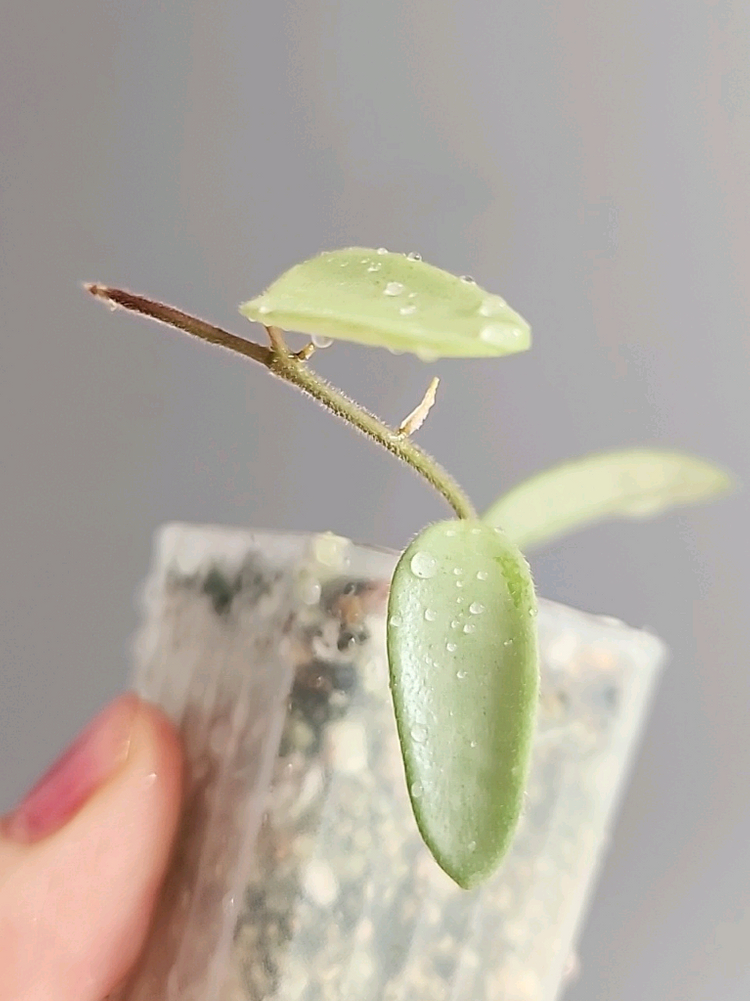 호야 리마실버 풀실버--2