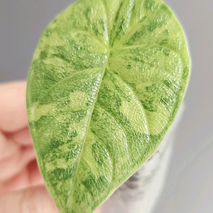 알로카시아 멜로 옐로우 바리에가타