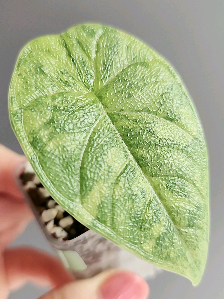 알로카시아 멜로 옐로우 바리에가타--1