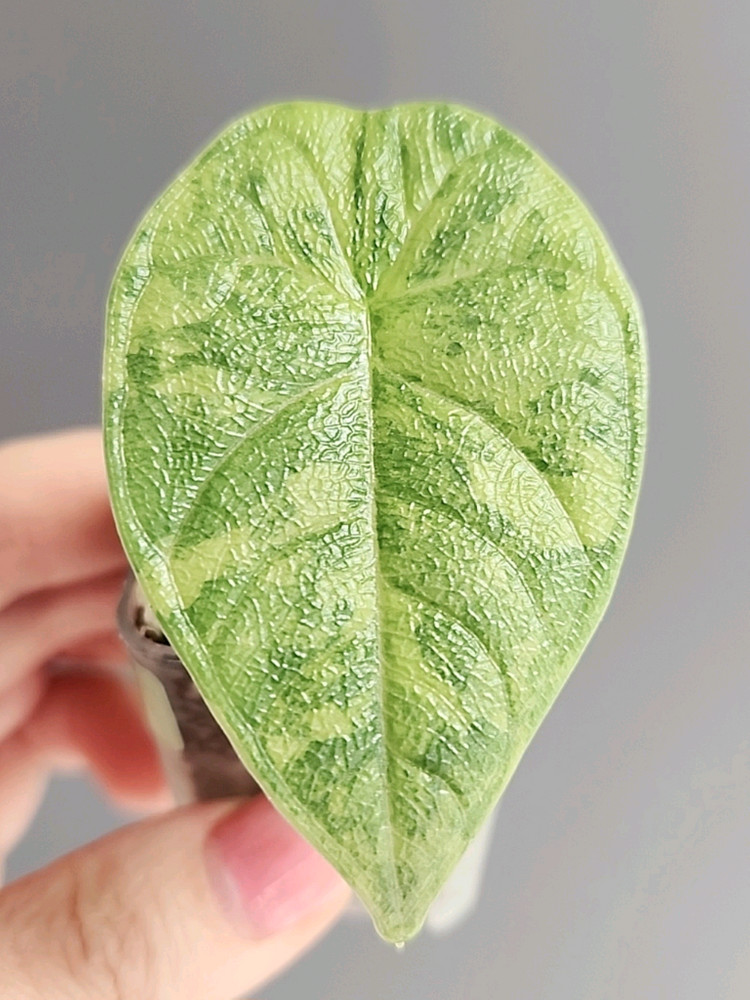 알로카시아 멜로 옐로우 바리에가타--2