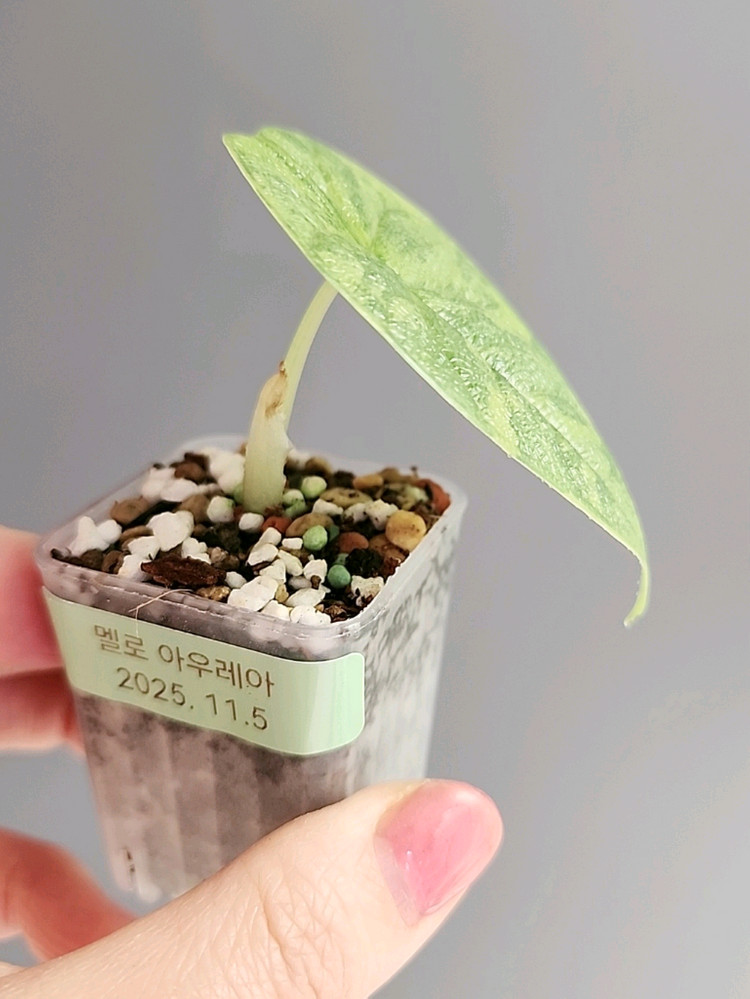 알로카시아 멜로 옐로우 바리에가타--3