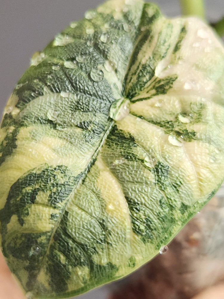 알로카시아 멜로 옐로우 바리에가타--4