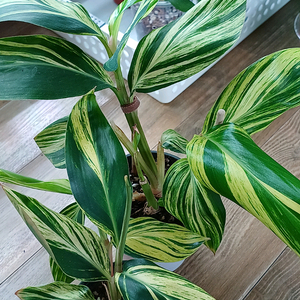 무늬알피니아 제롬벳