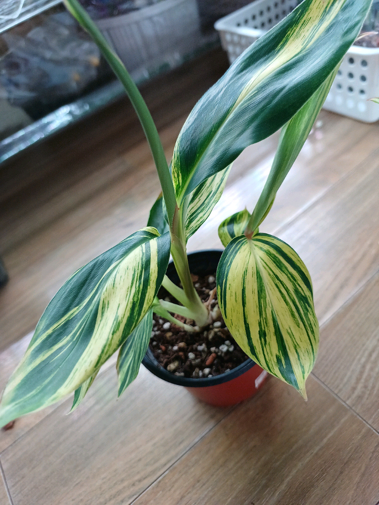 무늬알피니아 제롬벳--3