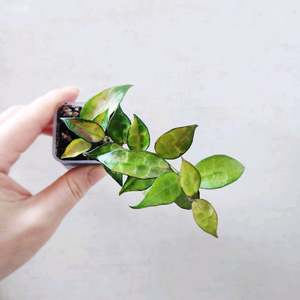 호야라쿠노사 레드리프