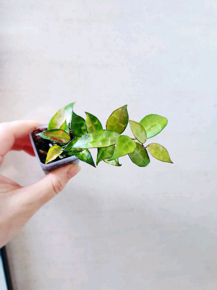 호야라쿠노사 레드리프--1