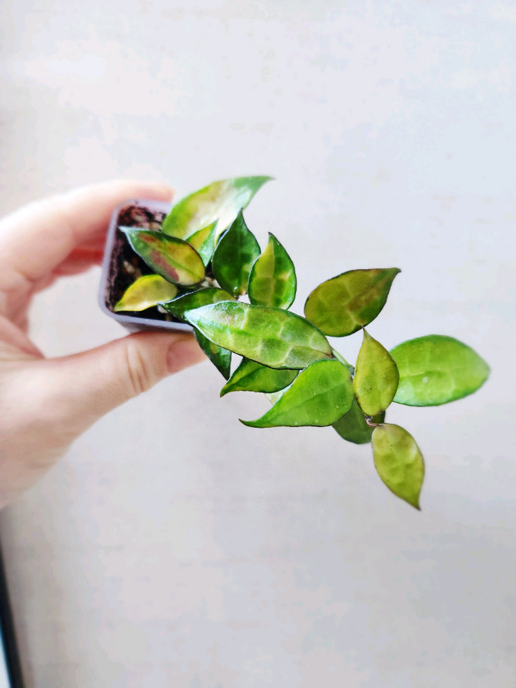 호야라쿠노사 레드리프--2