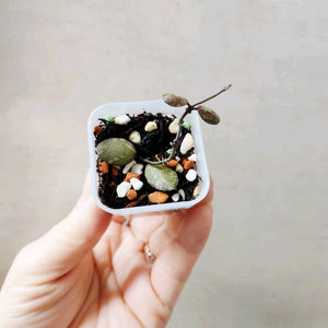 호야 미니코인 스플래쉬