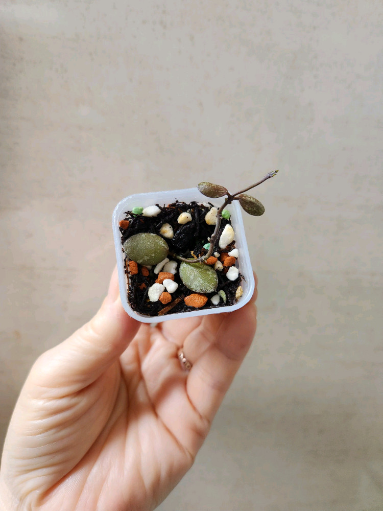 호야 미니코인 스플래쉬--2