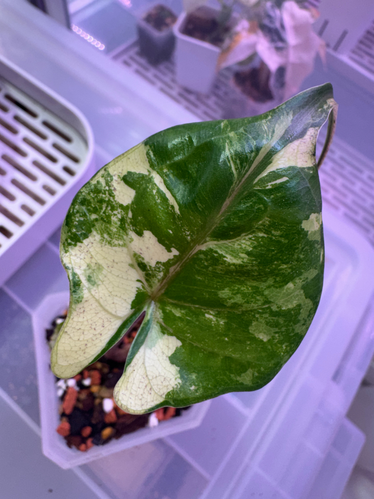 무천이 알로카시아 스팅레이 바리에가타(큰사이즈)--1