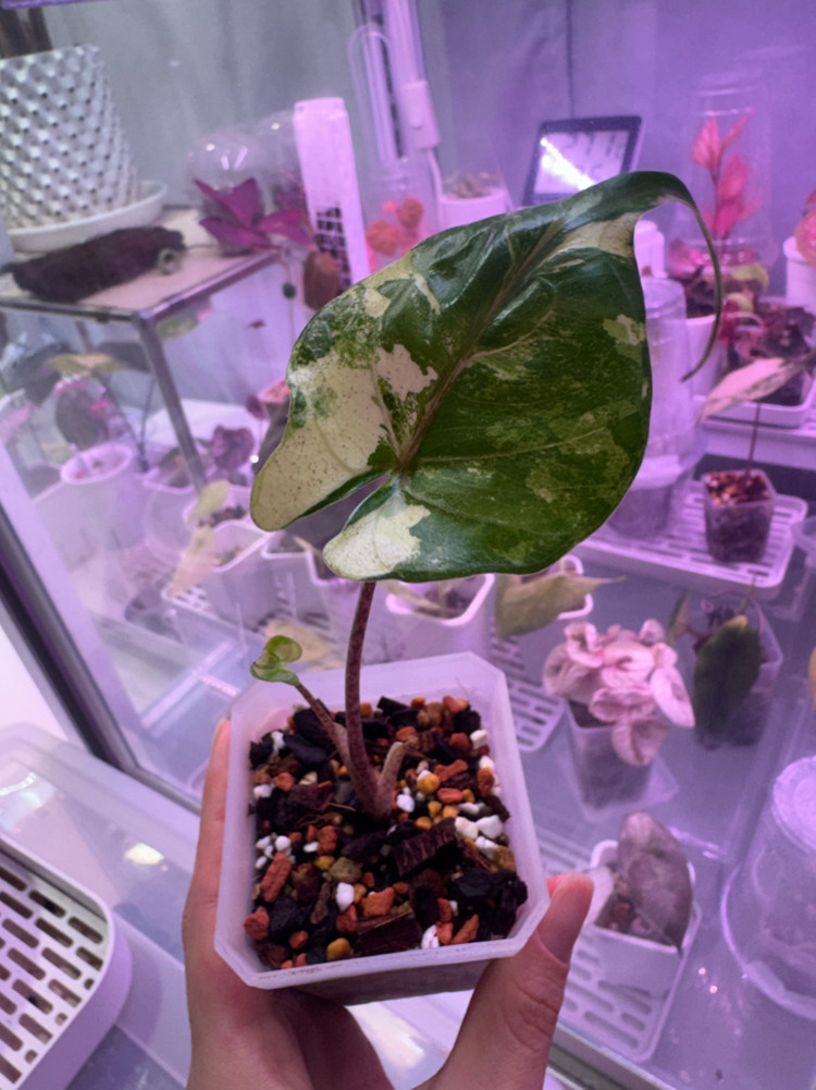 무천이 알로카시아 스팅레이 바리에가타(큰사이즈)--2