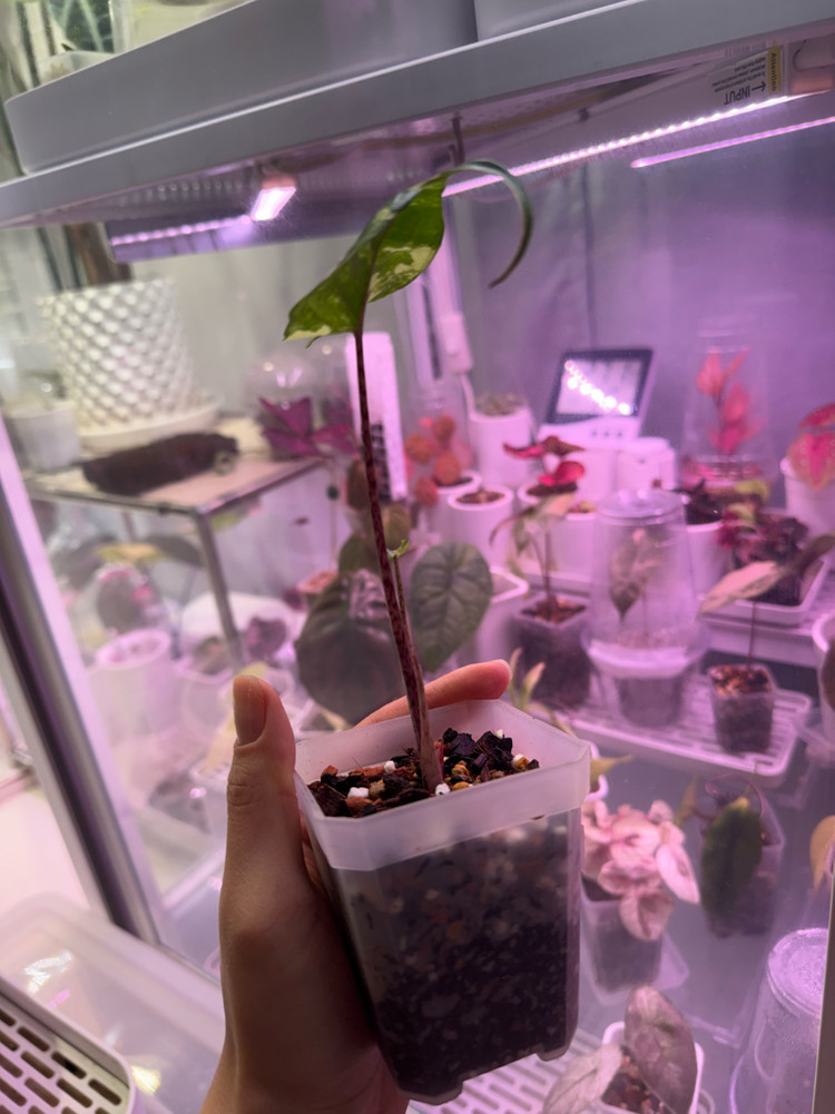 무천이 알로카시아 스팅레이 바리에가타(큰사이즈)--3