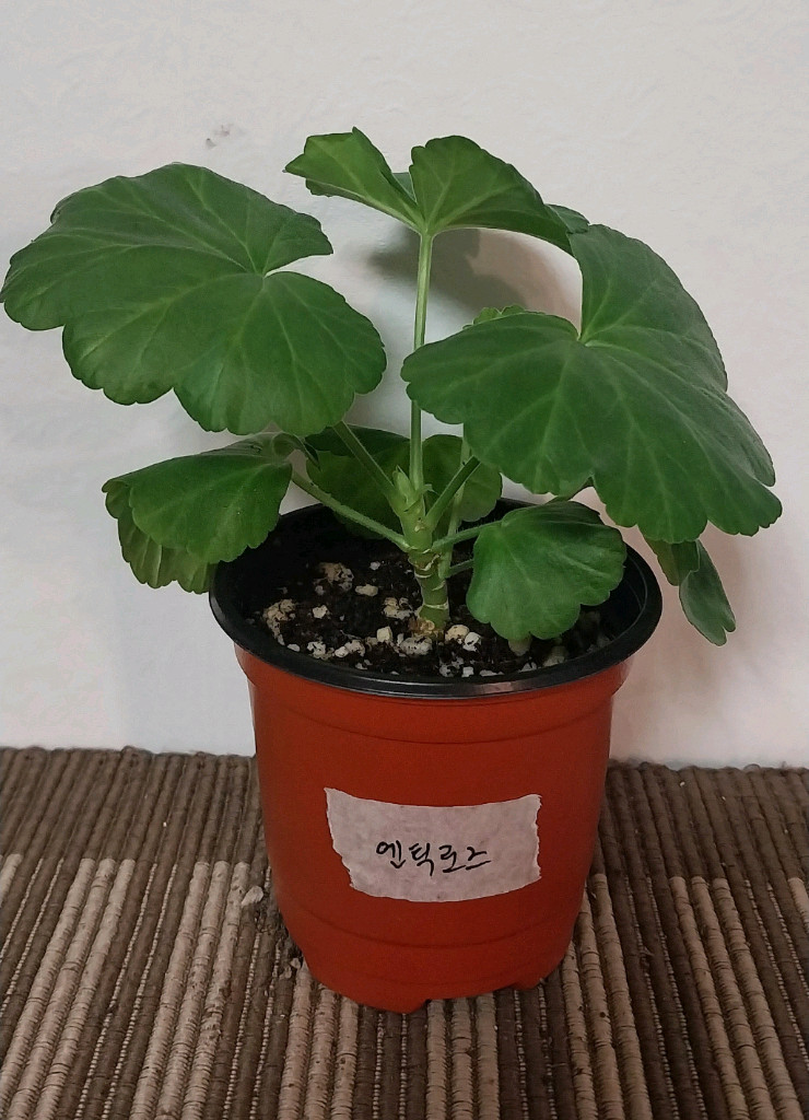 제라늄 5종 세트분양--2