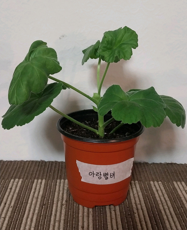 제라늄 5종 세트분양--3