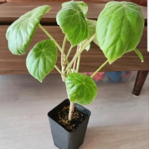 베고니아 인카나