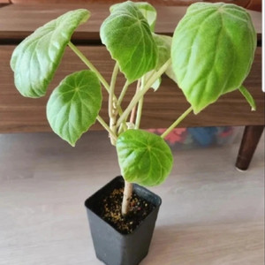 베고니아 인카나