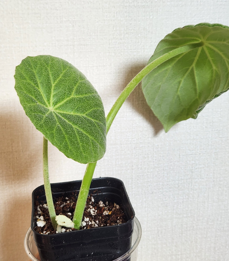 베고니아 인카나--1