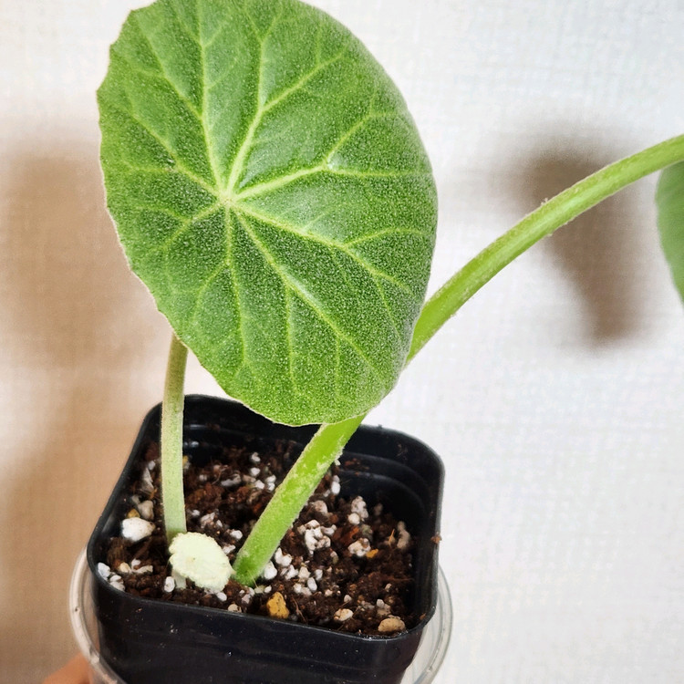 베고니아 인카나--2