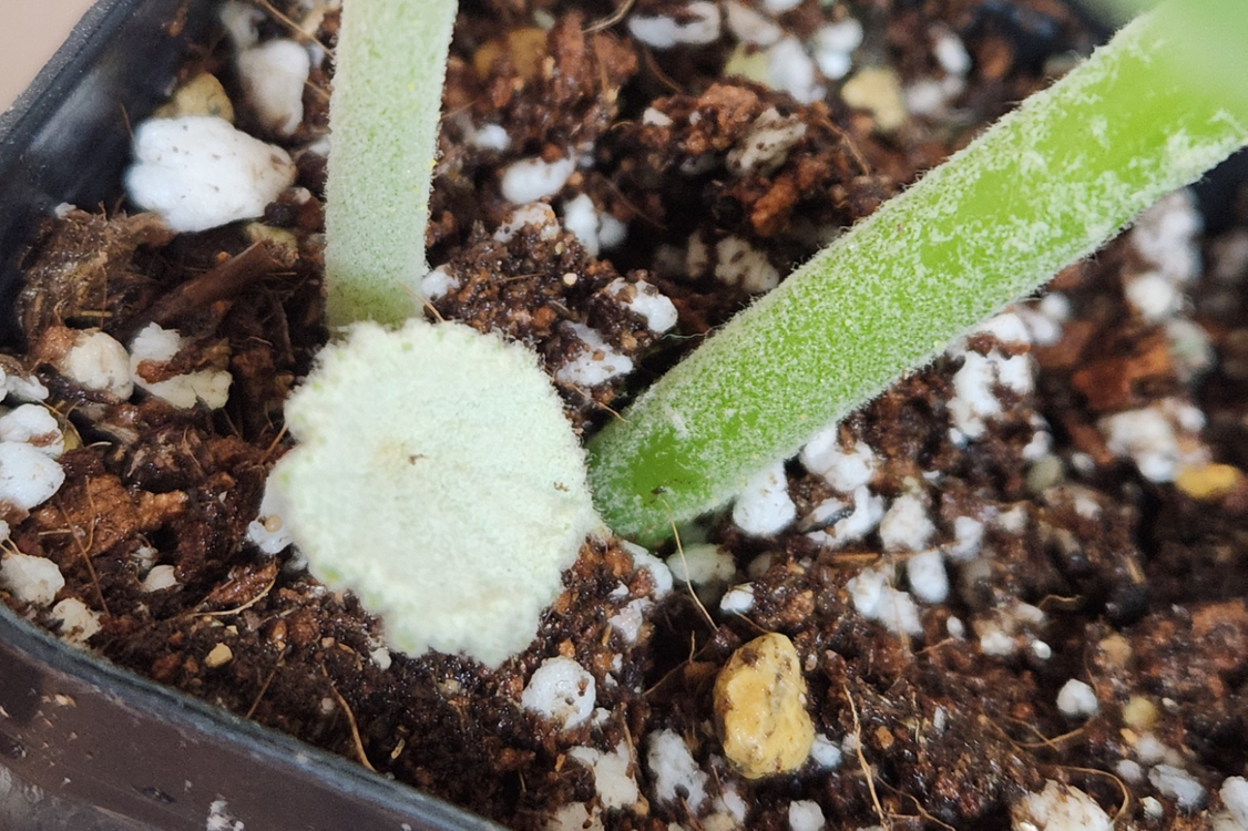 베고니아 인카나--3