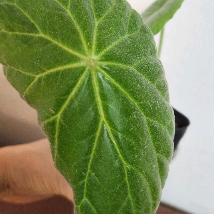 베고니아 인카나--4