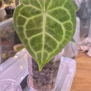 안스리움 클라리네비움 타란튤라