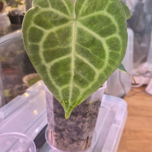 안스리움 클라리네비움 타란튤라